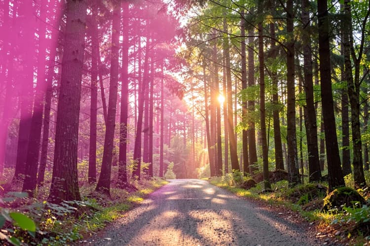 Homem correndo em uma trilha na floresta ao nascer do sol, com luz dourada filtrando pelas árvores.
