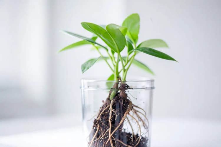 Uma planta crescendo em um vaso, com suas raízes visíveis através do vidro transparente.